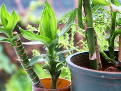 利用土壤氮、磷、鉀檢測(cè)器檢測(cè)土壤養(yǎng)分