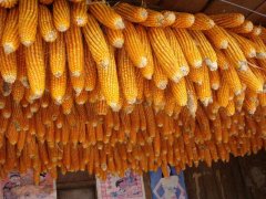 糧食安全檢測儀，可檢測糧食中是否含有大米增白劑
